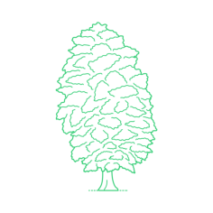 Plants Bald Cypresses Montezuma Bald Cypress Vinyl Svg File, Free Vectors File